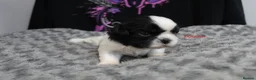 Shih Tzu dogs for sale: LOVELY CUTE SHIH TZU PUPPIES - Advert 15
