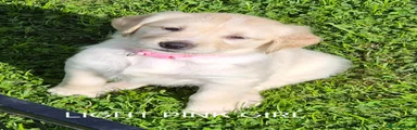 Golden Retriever Light pink girl 