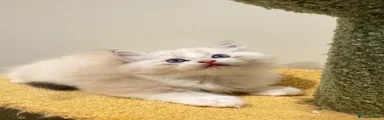Ragdoll 3