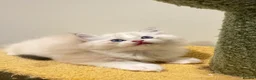 Ragdoll cats for sale: Tica registered ragdoll kittens in London - Advert 6