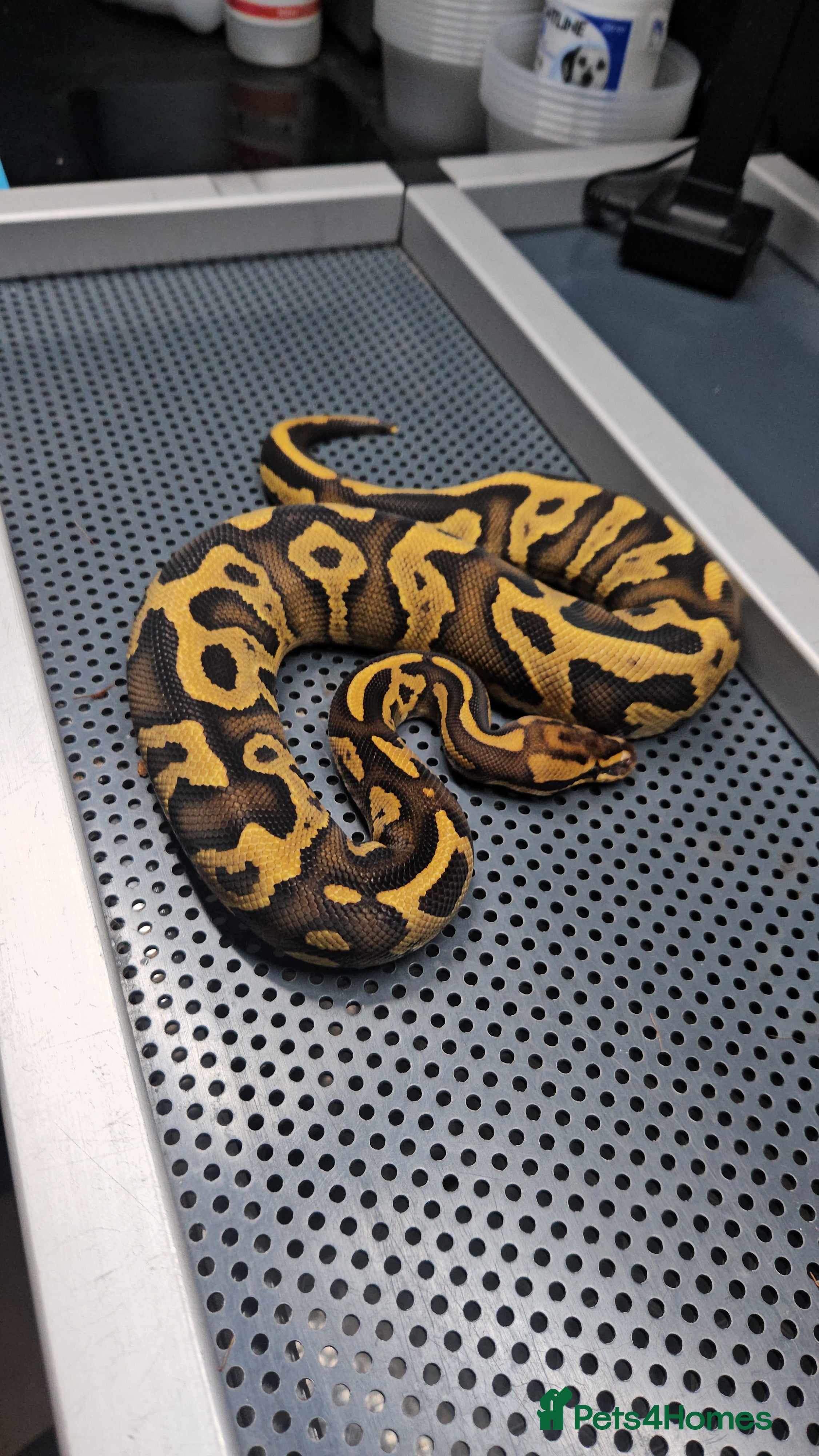 Python Snake reptiles Fire leopard het clown ball python  - Advert 1