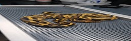 Python Snake reptiles for sale: Fire leopard het clown ball python  - Advert 1