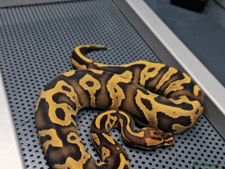 Python Snake reptiles Fire leopard het clown ball python - Advert 1