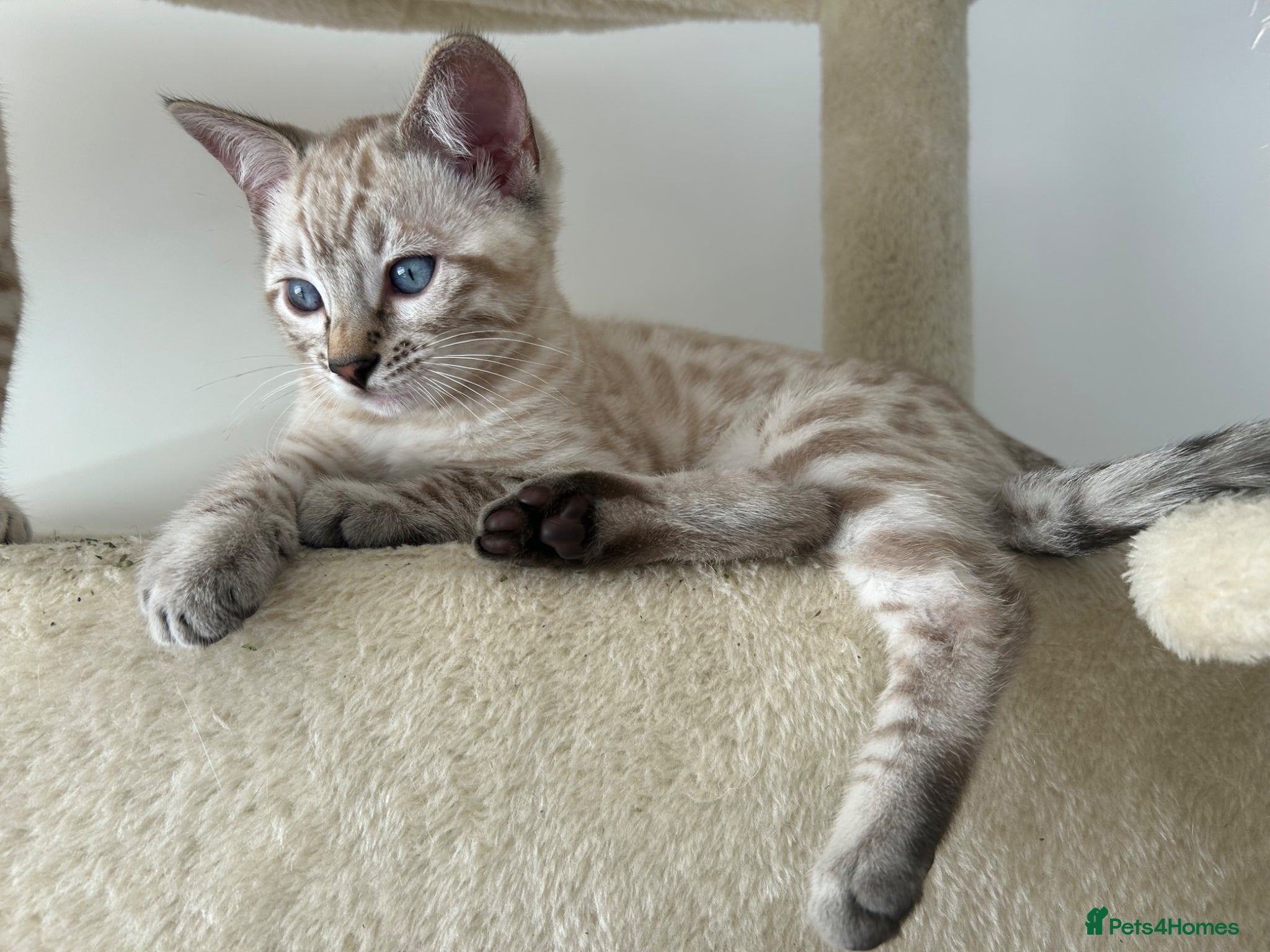 Bengal cats for sale: Snow bengal pure breed kittens  - Advert 10