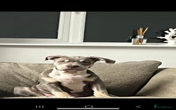 Mixed Breed dogs for sale: Male staffie x american bully  - Image 2