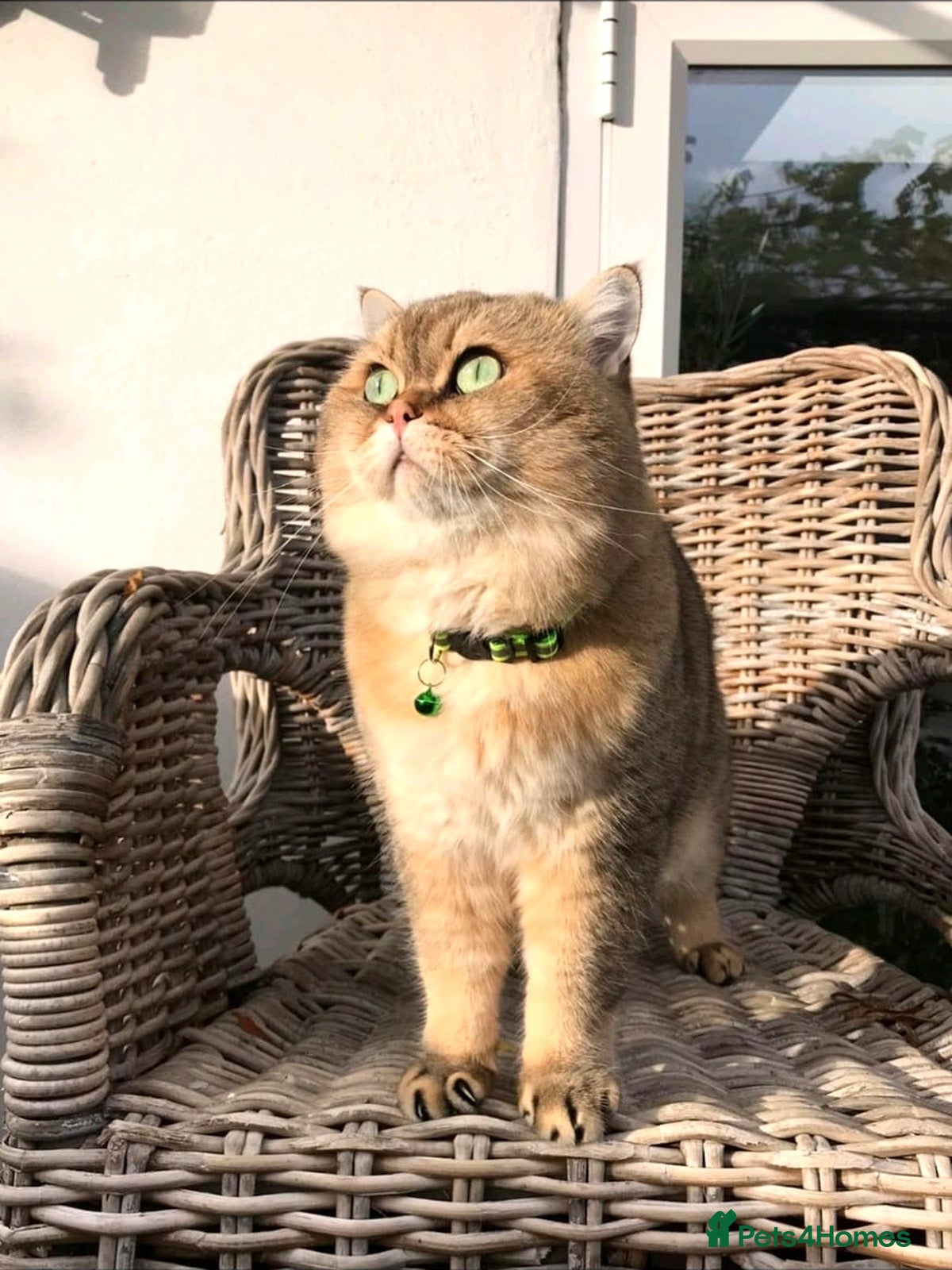 British Shorthair cats 👇£450* IN EXTRAS - TICA Golden Teddy BSH Male - Advert 3
