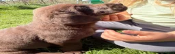 Labrador Retriever dogs for sale: Chunky chocolate Labrador puppies - Advert 8