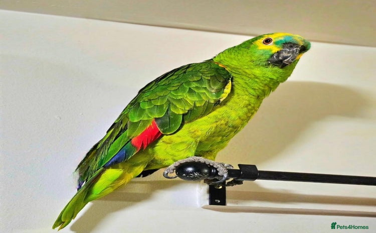 Parrots birds - Advert 1