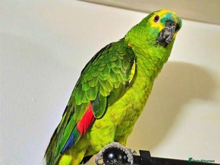 Parrots birds - Advert 30