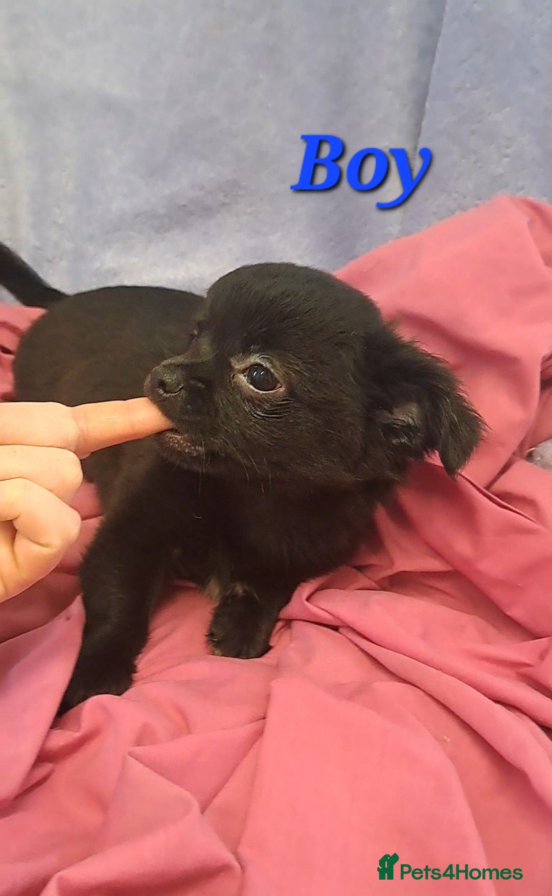 Chihuahua dogs 11 week old male long coat chihuahua pup - Advert 7