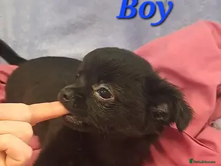 Chihuahua dogs 11 week old male long coat chihuahua pup - Advert 7