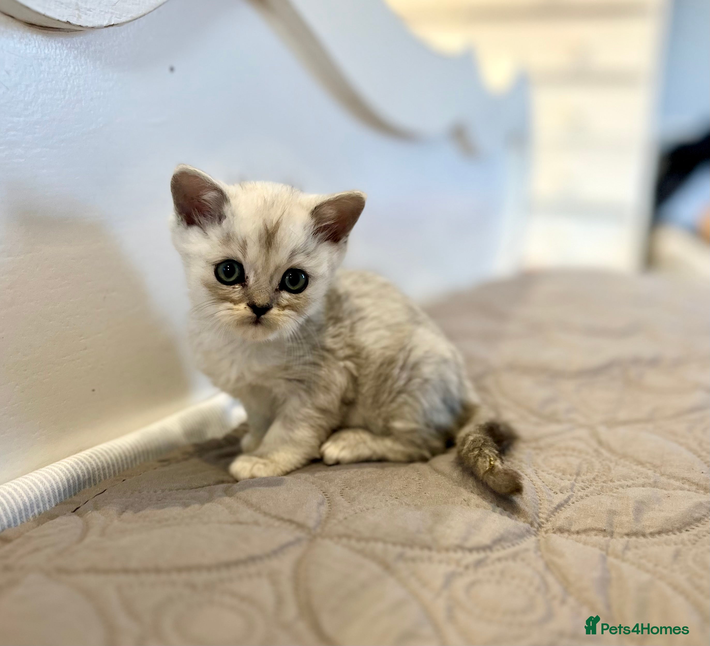 Persian cats 5 gorgeous PKD Negative Chinchilla Persian kittens - Advert 1