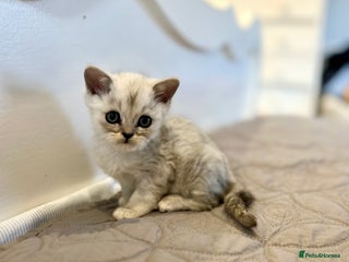 Persian cats 5 gorgeous PKD Negative Chinchilla Persian kittens - Advert 1