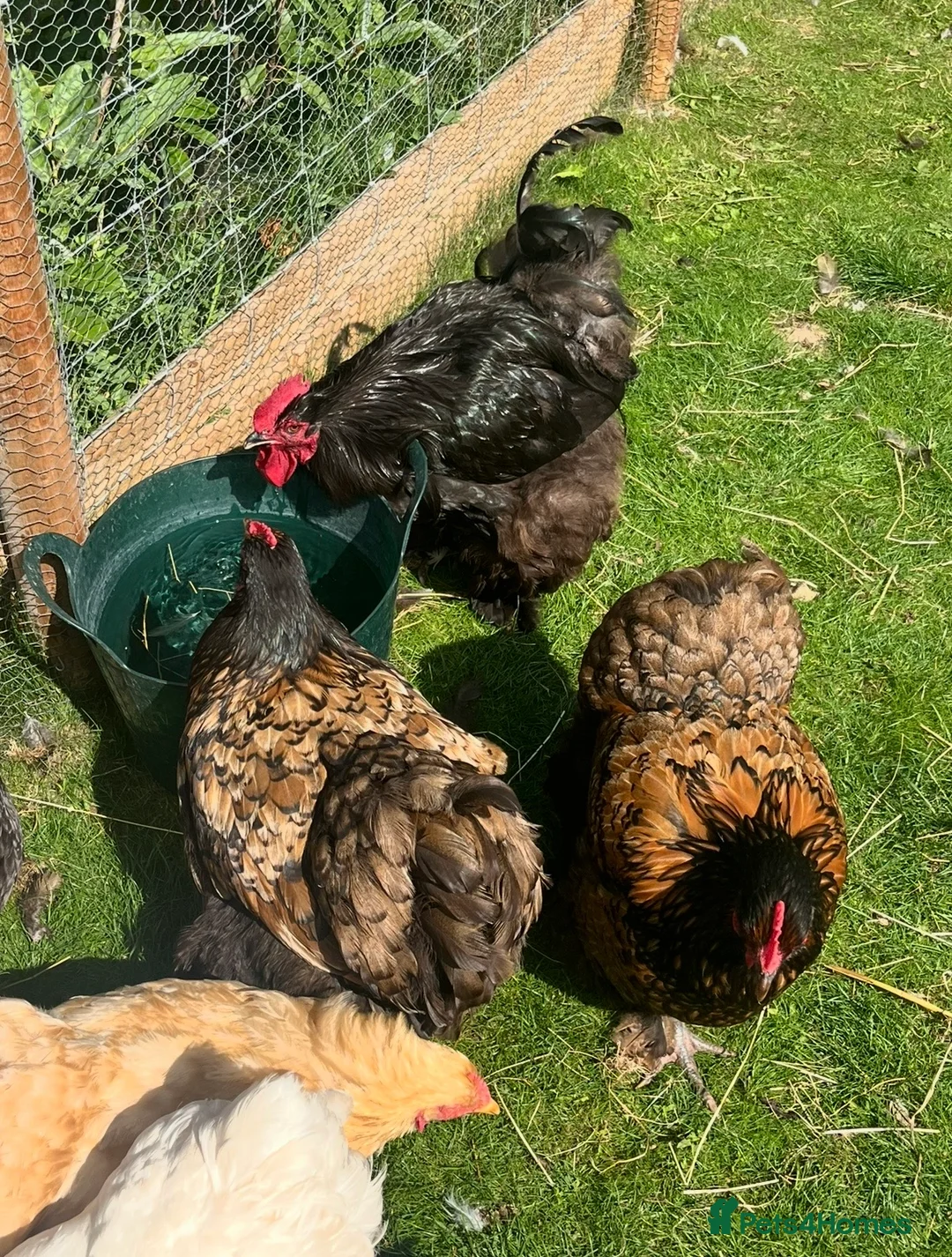 Chickens poultry for sale: Various breeds of chickens for sale  - Advert 5