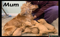 Cockalier dogs for sale: Beautiful Cockalier Puppy – Ready Now 🐶💙 - Image 8