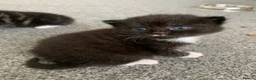 Mixed Breed cats for sale: Garfield  - Advert 5