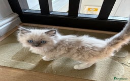 Ragdoll cats for sale: 5 Beautiful Ragdoll Kittens  - Image 4