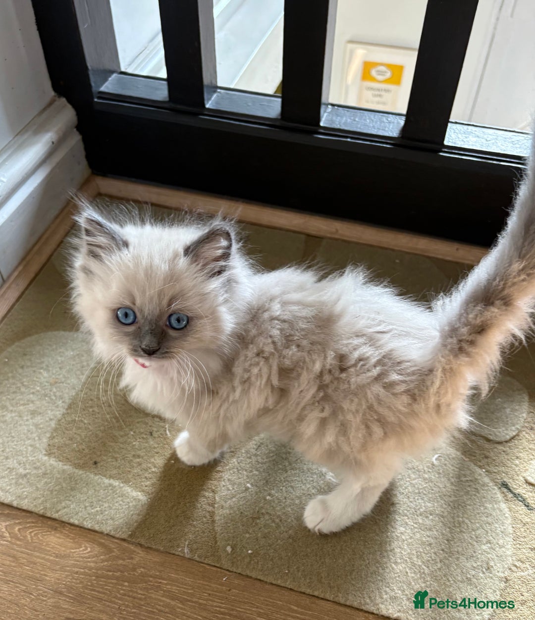 Ragdoll cats for sale: 5 Beautiful Ragdoll Kittens  - Image 4