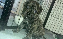 Mixed Breed dogs for sale: Staffy cross pugs  - Image 1