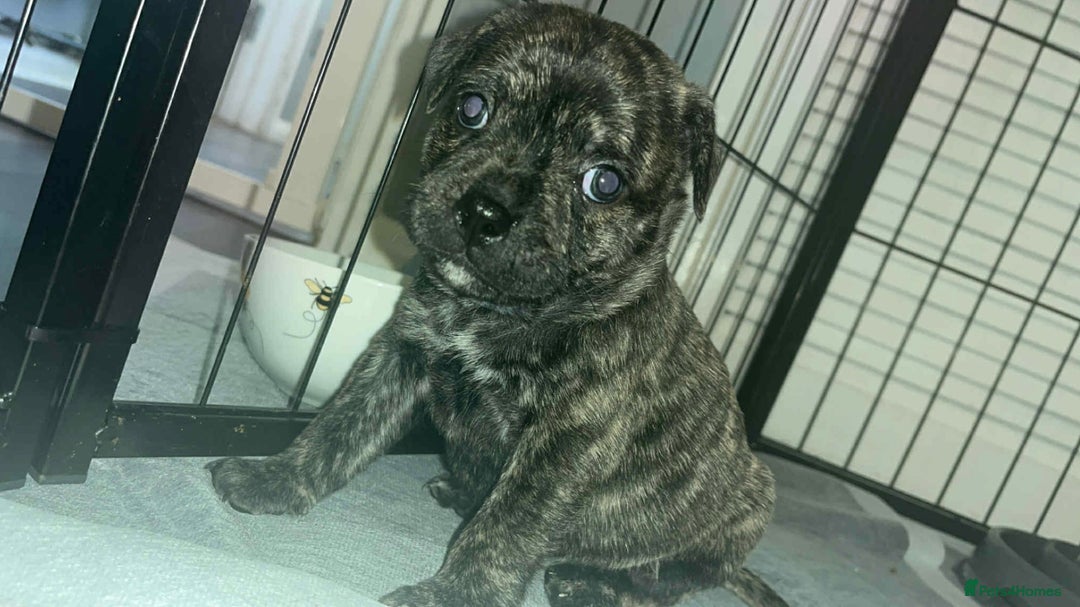 Mixed Breed dogs for sale: Staffy cross pugs  - Image 1
