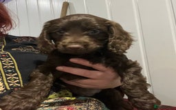 Cockapoo dogs for sale: F1 cockapoo puppies registered breeder - Image 24
