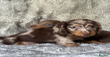 Miniature Dachshund dogs - Advert 3