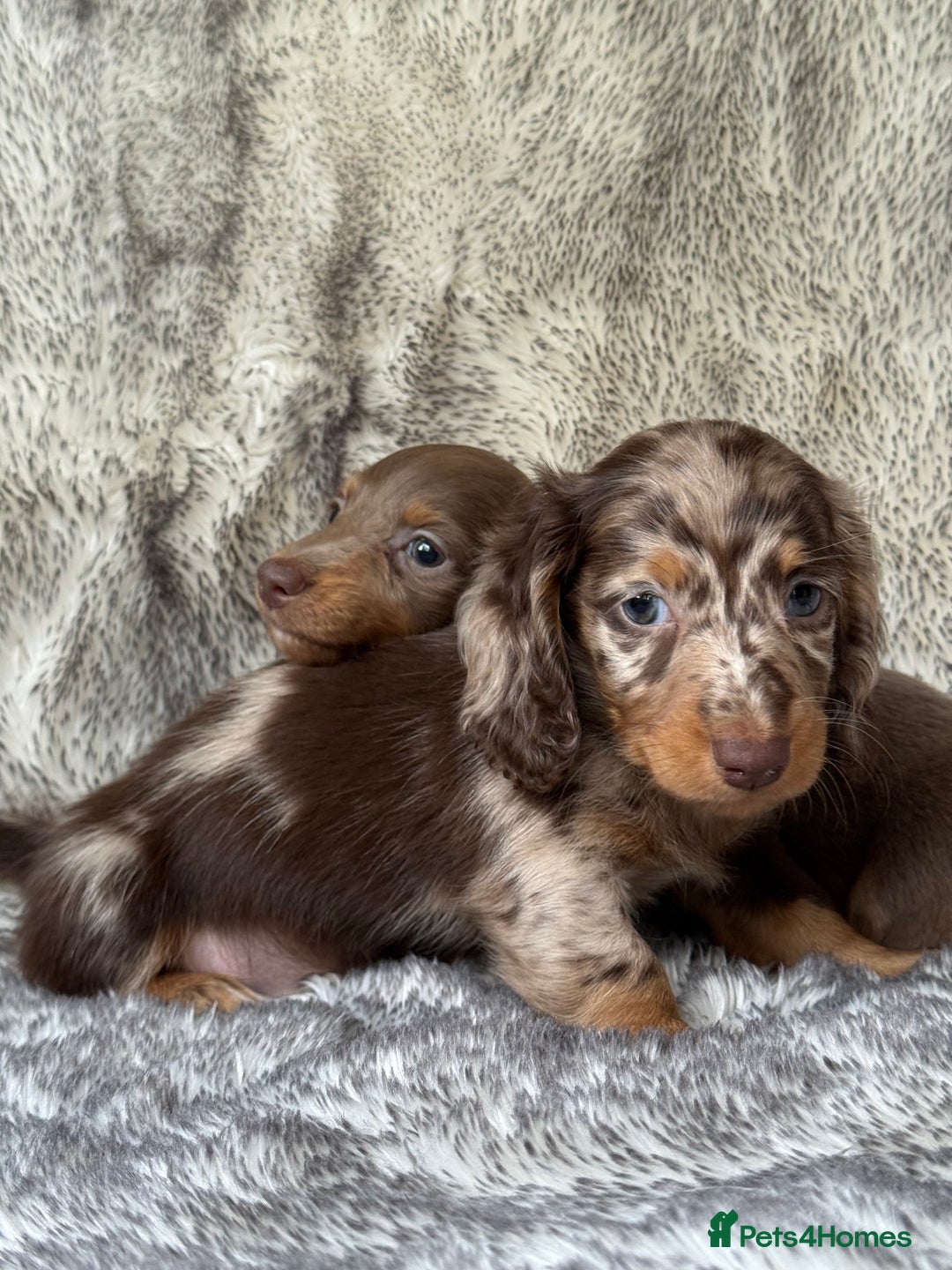 Miniature Dachshund dogs for sale: ⭐️ long haired minature dachshunds ⭐️ - Image 3