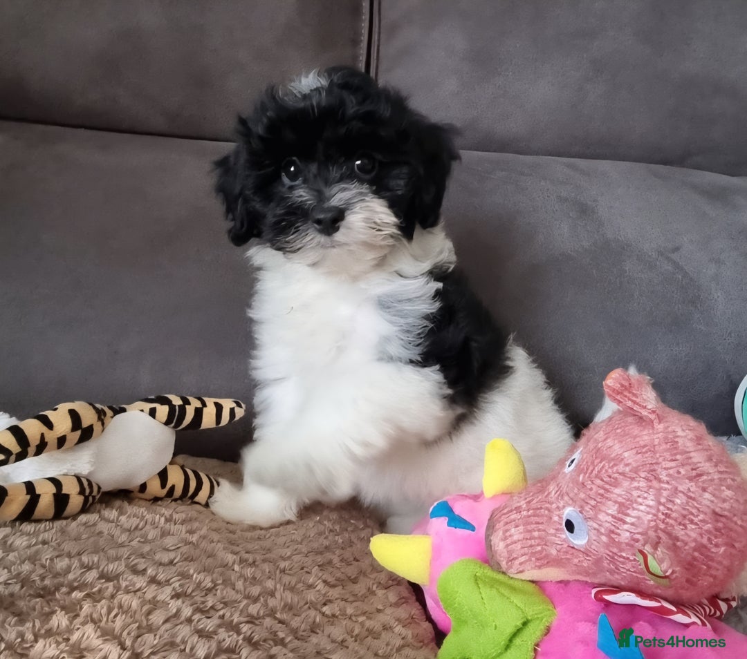 Cockapoo dogs for sale: Fully Vaccinated Best Friend Sofa Companions 🥰   - Image 11