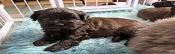 Shih Tzu dogs for sale: Shih Tzu Puppies for Sale – 4 Puppies Available 🐶 - Advert 4