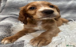 Cocker Spaniel dogs for sale: Outstandingly bred stunning worker cocker spaniels - Image 8