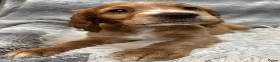Cocker Spaniel Puppy 1