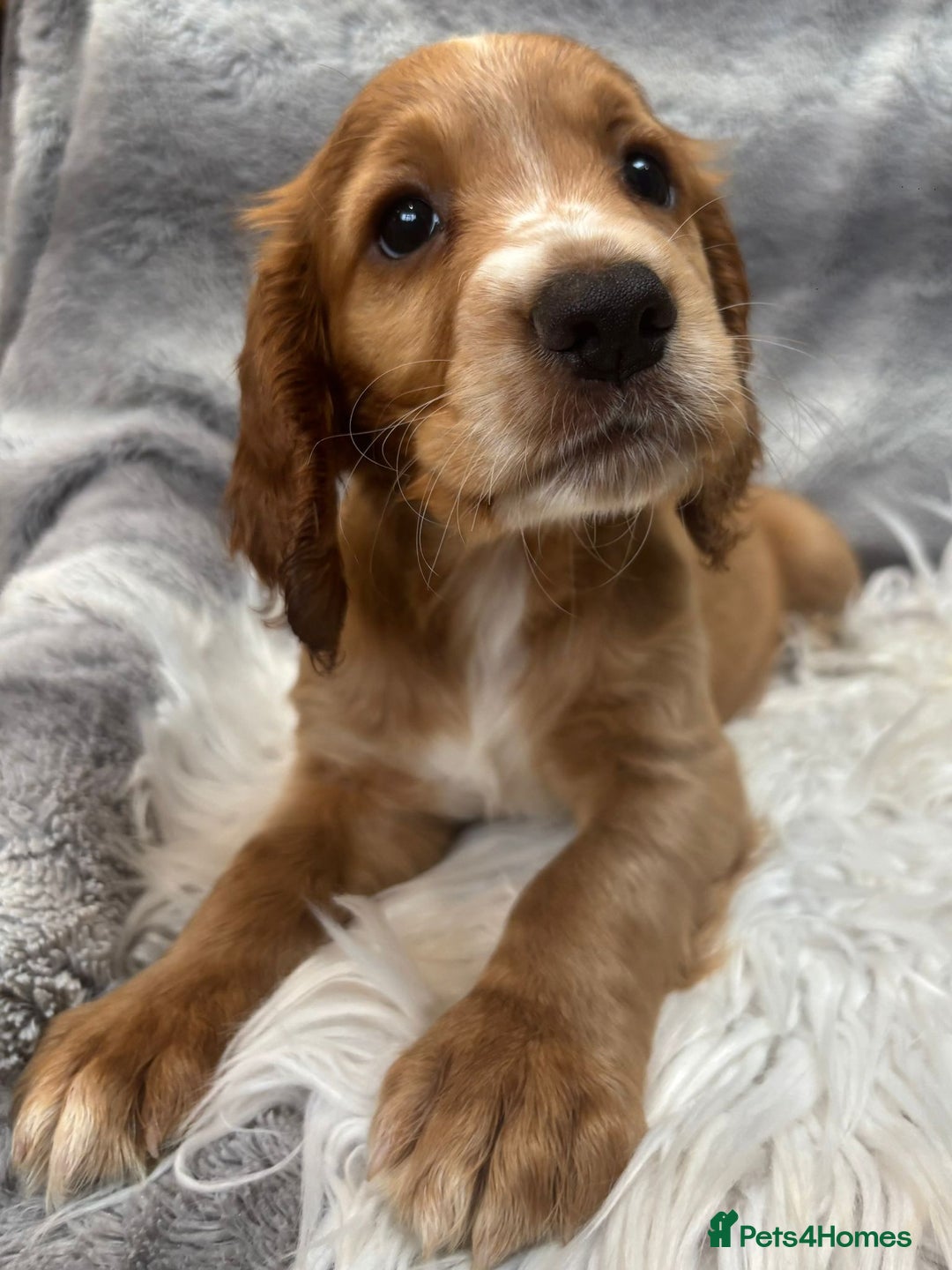 Cocker Spaniel dogs for sale: Outstandingly bred stunning worker cocker spaniels - Image 8