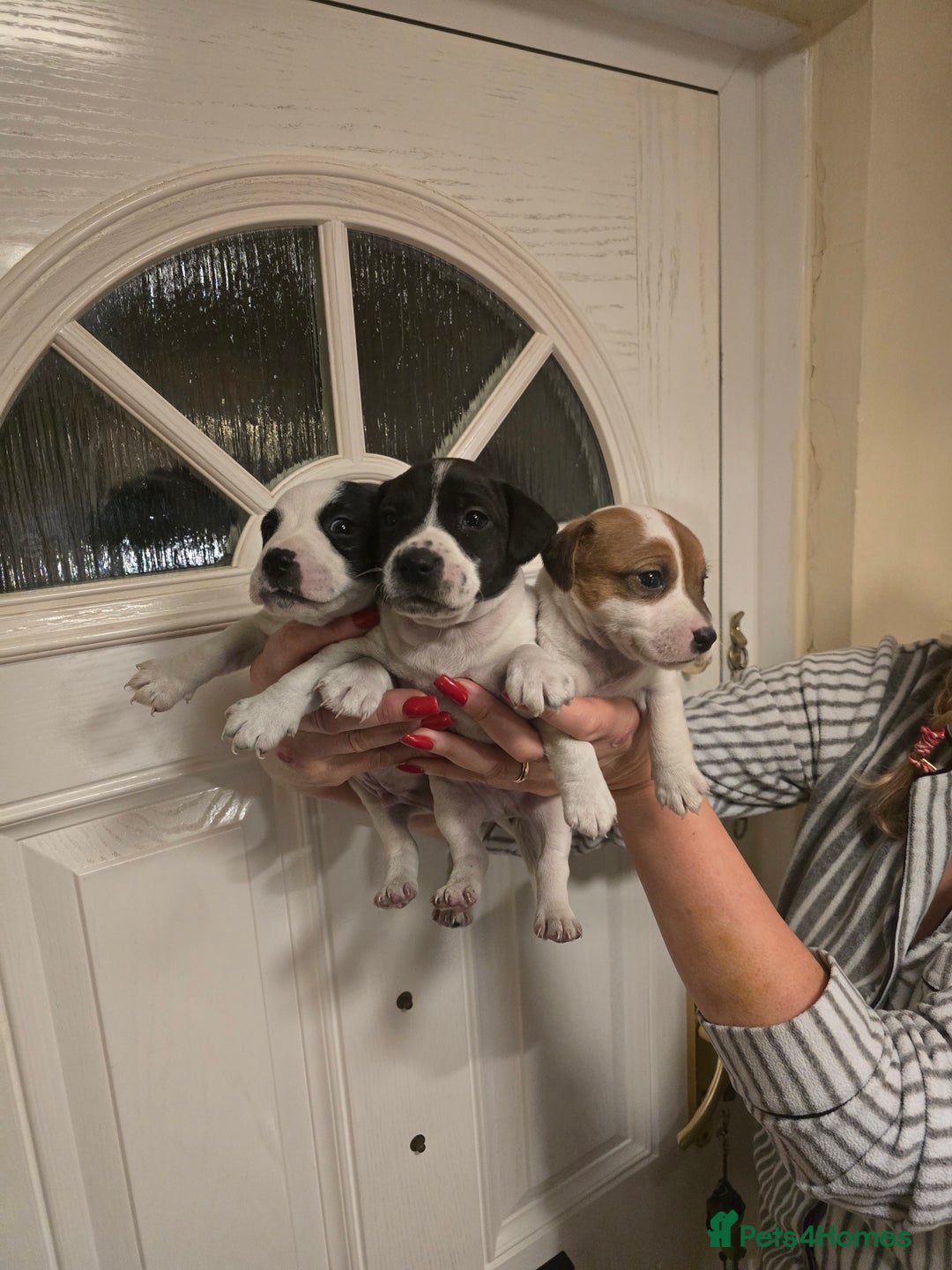 Jack Russell dogs for sale: Parson jack Russell  - Advert 2