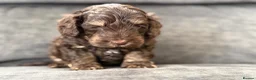 Cockapoo dogs for sale: Gorgeous F1 cockapoo puppies  - Advert 9