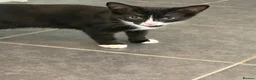 Mixed Breed cats for sale: Mavis and Edward  - Advert 9