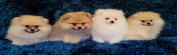 Pomeranian dogs for sale: Stunning KC Pomeranian Puppies for sale - Advert 16