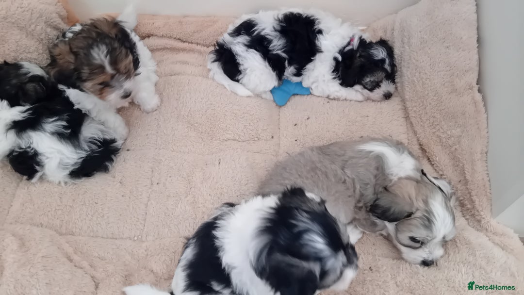 Mixed Breed dogs for sale: Adorable puppies  - Image 4