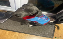 Presa Canario dogs for stud: Mr Sox  - Image 2