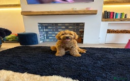 Mixed Breed dogs for sale: Female miniature Golden Doodle  - Image 3