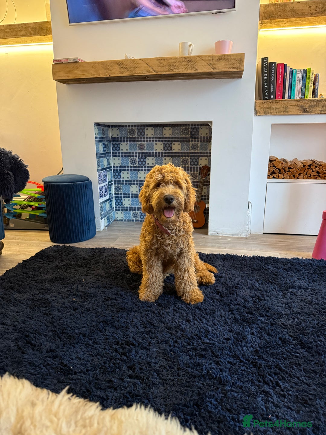 Mixed Breed dogs for sale: Female miniature Golden Doodle  - Image 3
