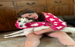 Whippet dogs for sale: K.c2 year old male whippet kennel club registered  - Image 19