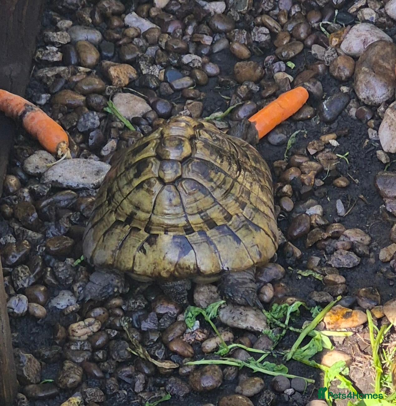 Tortoise reptiles 5 X Adult Hermann Tortoises  - Advert 1