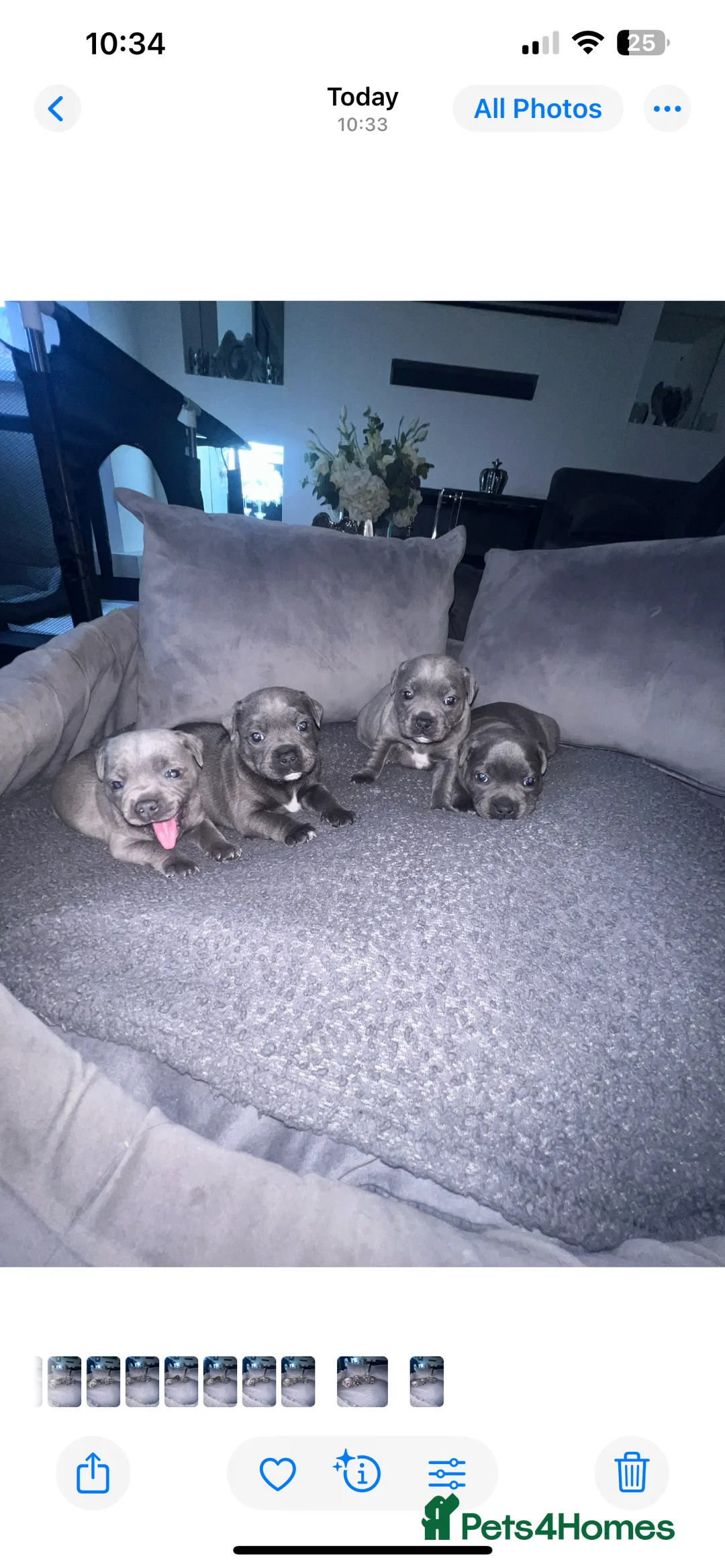 Staffordshire Bull Terrier dogs for sale: LAST BOY LEFT KC REGISTERED 5 STAR BLUE   - Advert 7