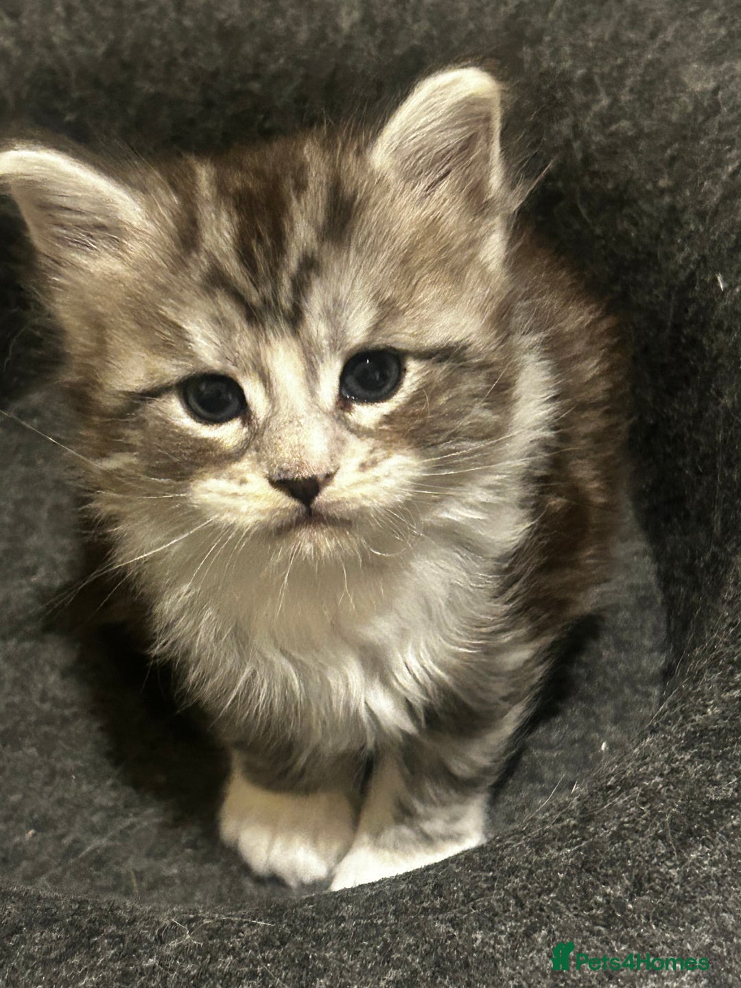 Maine Coon cats for sale: Stunning Purebred Maine Coon Kittens 😺  - Advert 11