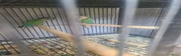 Conures birds for sale: GC Conure Babies - Advert 5