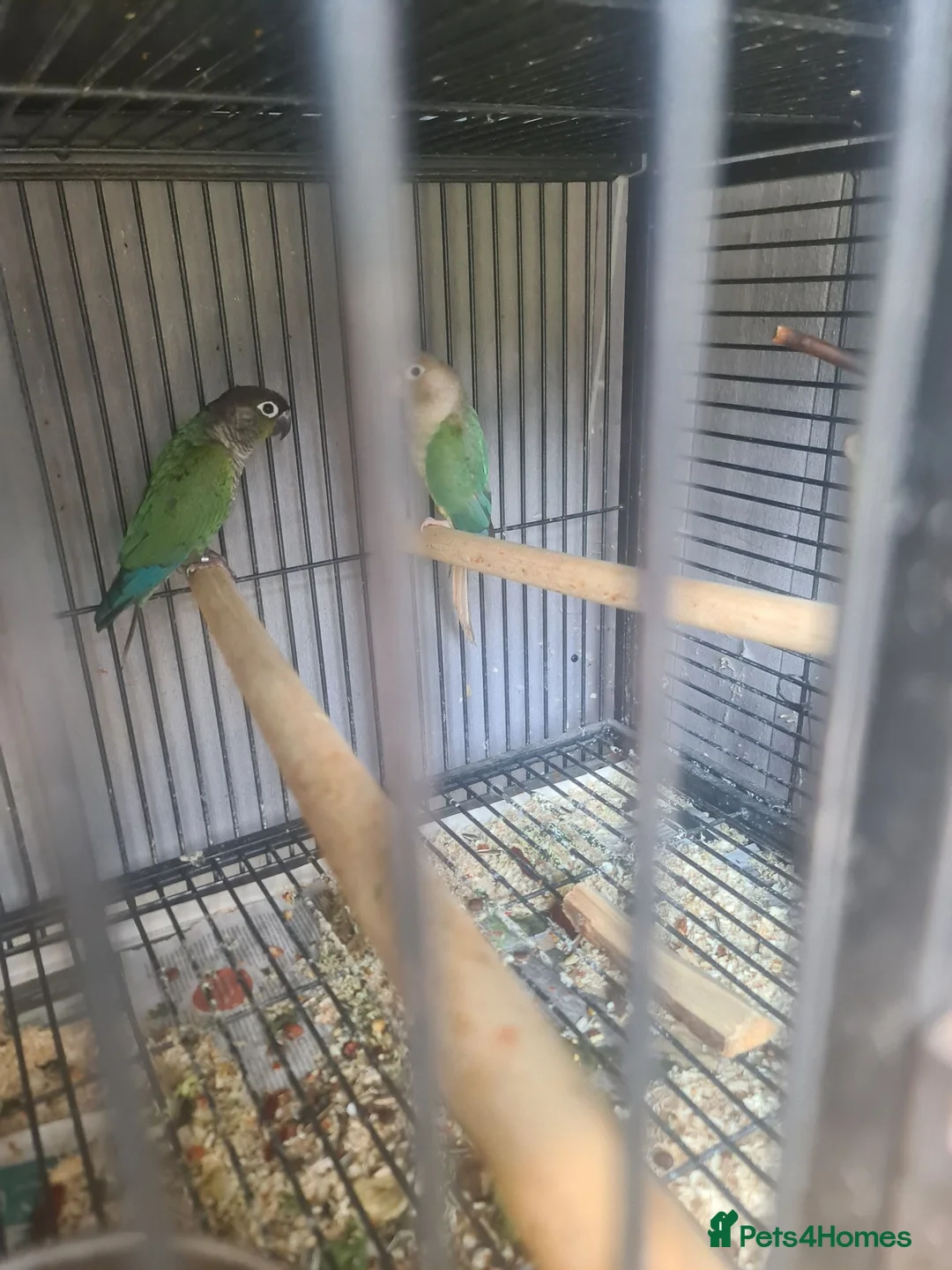Conures birds for sale: GC Conure Babies - Advert 5