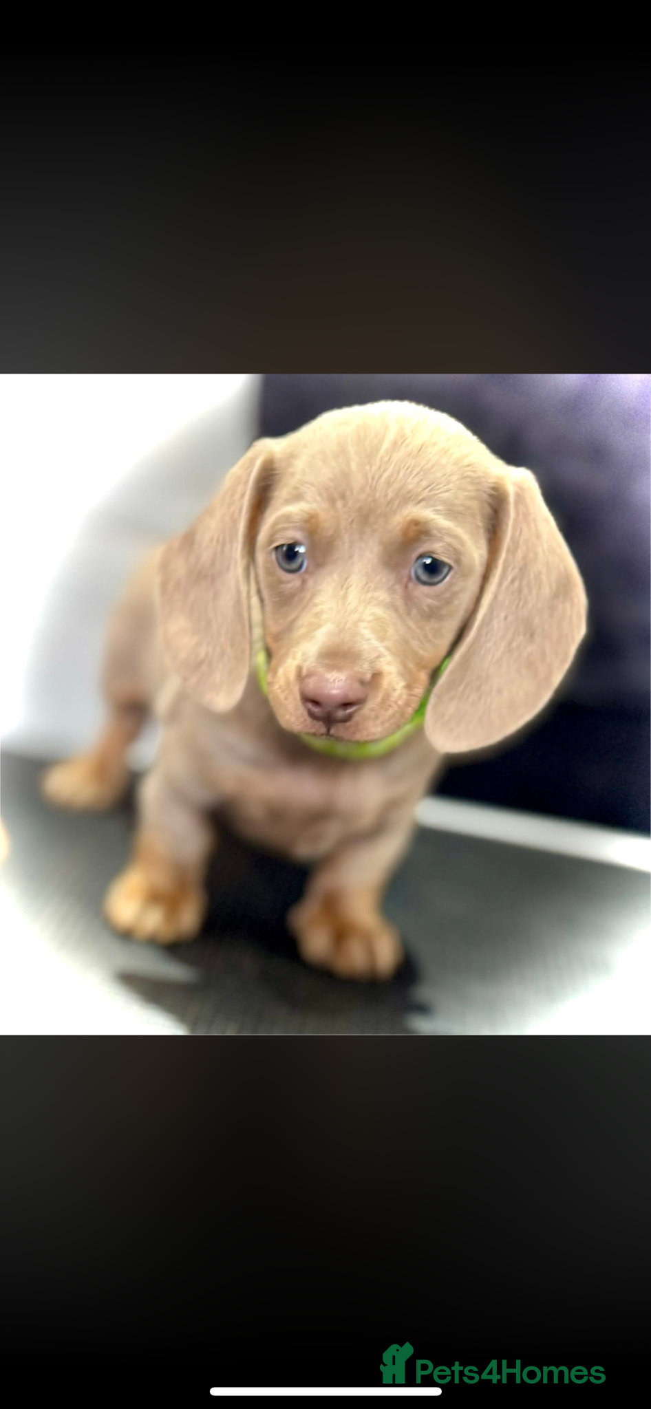 Dachshund dogs 2 LEFT Miniature Dachshund Puppies READY NOW - Advert 10