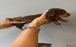 Dachshund dogs for sale: 6 little Dacshund puppies! 2 Dapples!  - Image 5