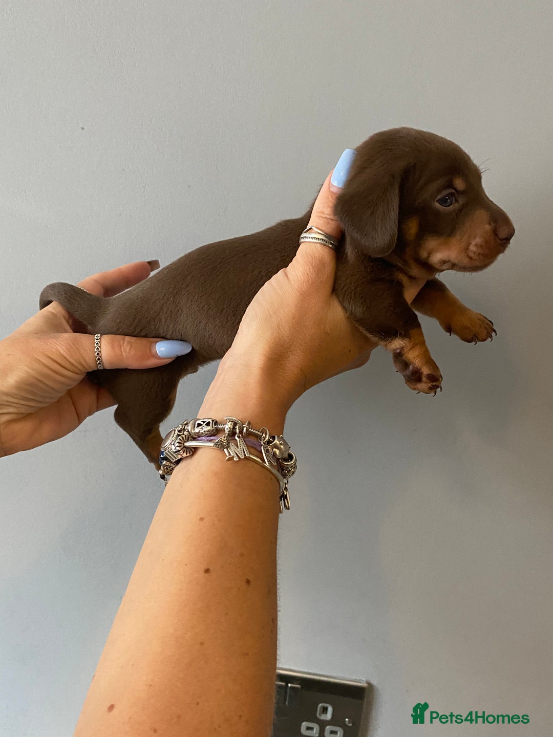 Dachshund dogs for sale: 6 little Dacshund puppies! 2 Dapples!  - Image 5