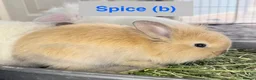 Lionhead rabbits for sale: Double Maned Lionheads Babies - Advert 21